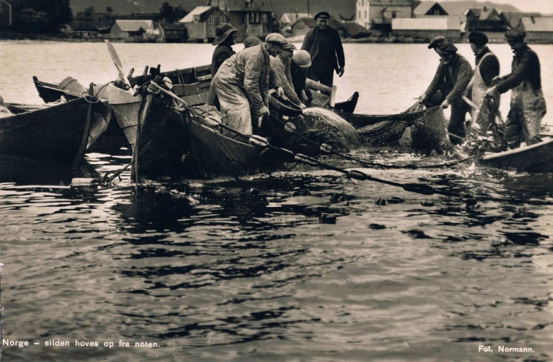 Fil:Sildefiske 1937.jpg